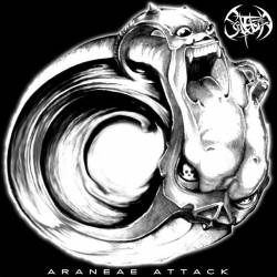 Solifugia : Araneae Attack